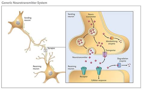 The Effects Of Neurotransmitters Tend To Be