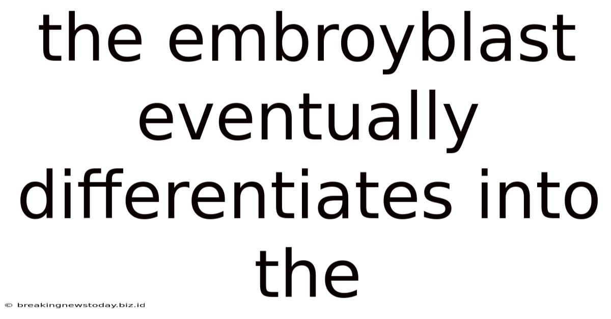 The Embroyblast Eventually Differentiates Into The