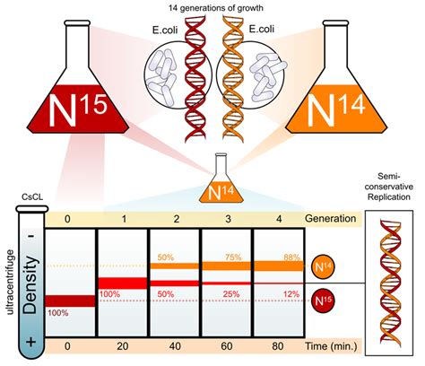 The Experiments Of Meselson And Stahl Showed That Dna __________.