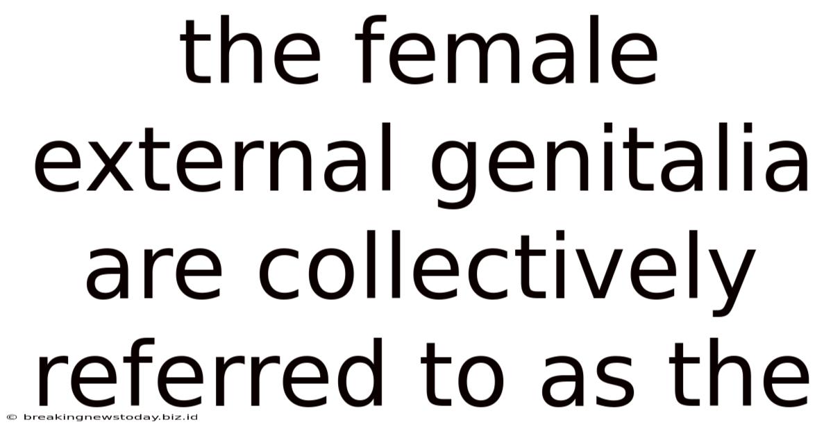 The Female External Genitalia Are Collectively Referred To As The
