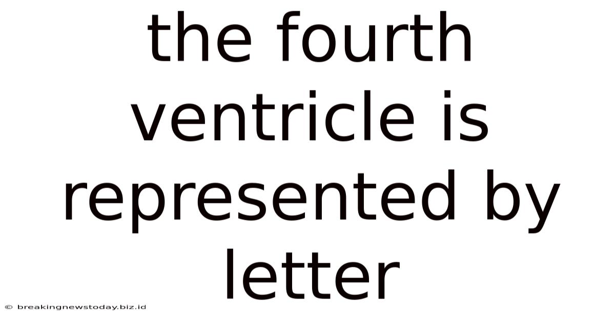 The Fourth Ventricle Is Represented By Letter