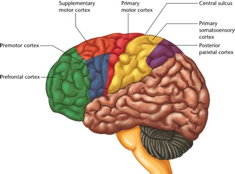 The Frontal Lobe Of The Brain Controls Quizlet