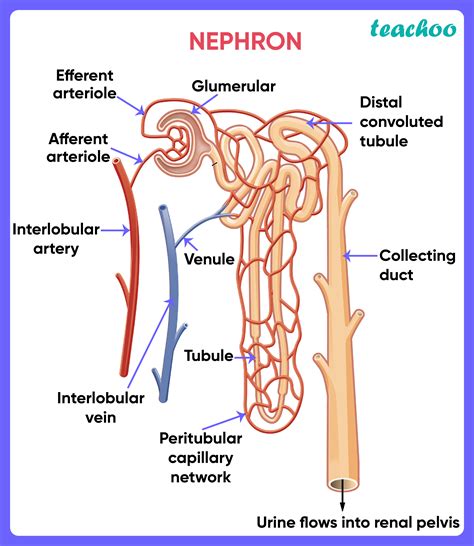 The Functional Filtration Unit Of The Kidney Is The