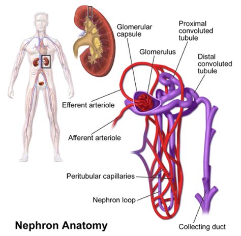 The Functional Unit Of The Kidney Is The