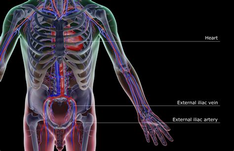 The Iliac Arteries Immediately Subdivide Into The