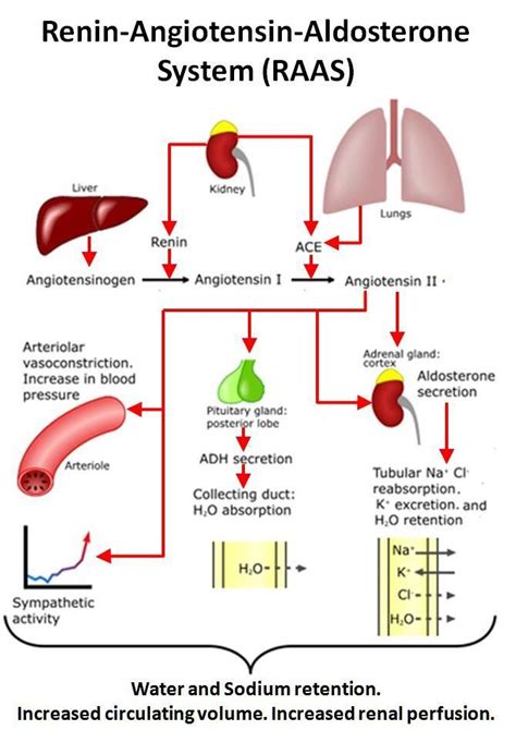 The Kidneys Are Stimulated To Produce Renin