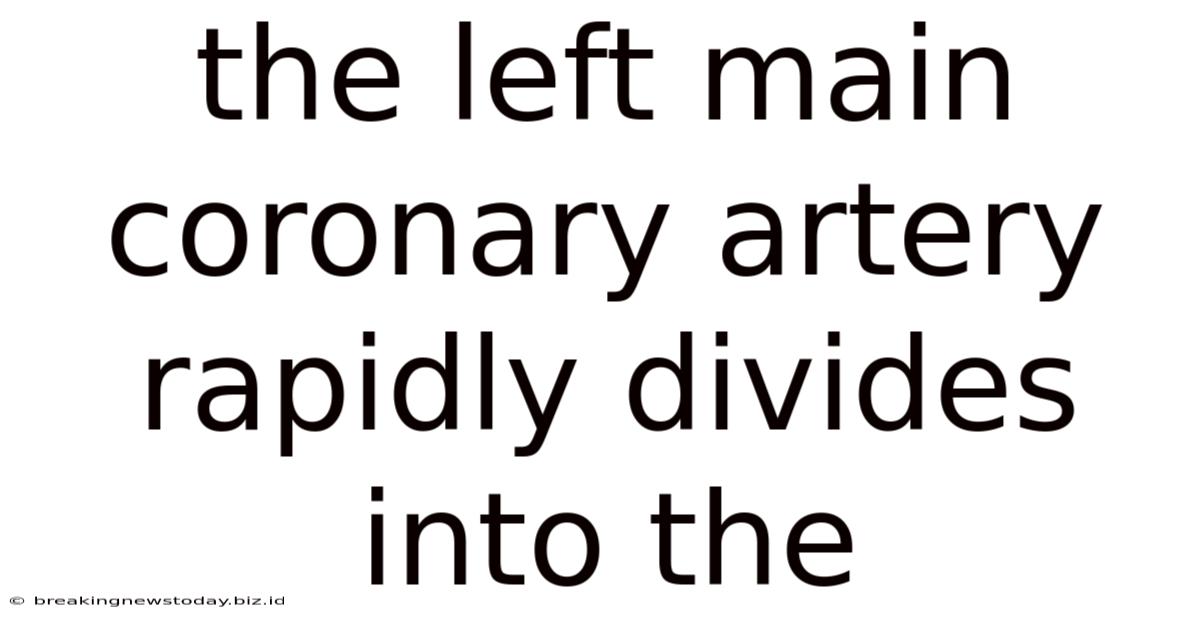 The Left Main Coronary Artery Rapidly Divides Into The