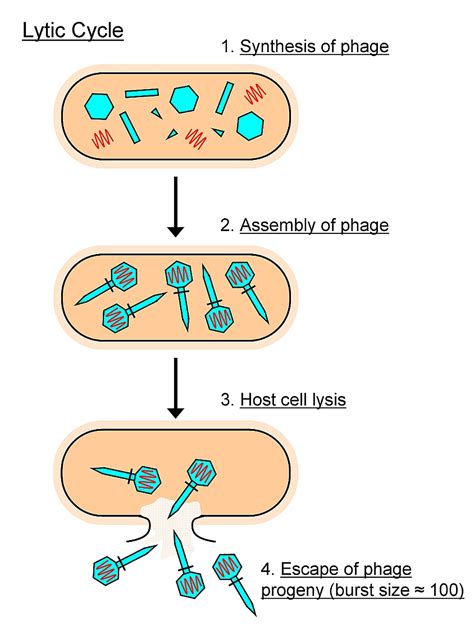 The Lytic Cycle Of Bacteriophage Infection Ends With The _____.