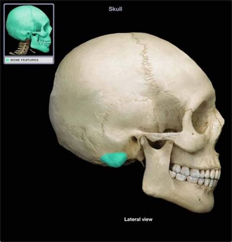 The Mastoid Process Is Located Approximately Quizlet