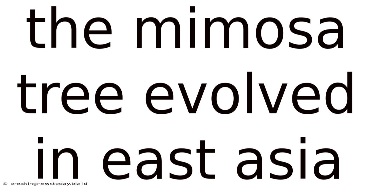 The Mimosa Tree Evolved In East Asia