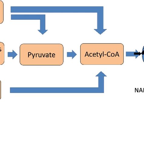 The Most Effective Fuel Source For Producing Atp Is