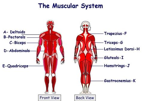 The Most Powerful Muscle In The Body Is The Quizlet