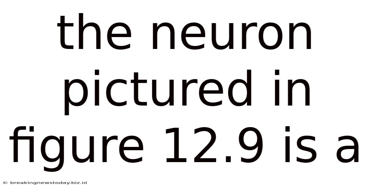 The Neuron Pictured In Figure 12.9 Is A