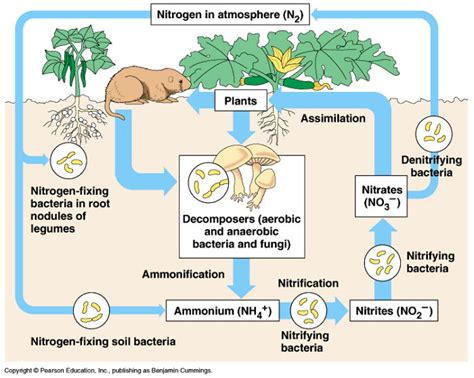 The Nitrogen Cycle Could Not Exist Without