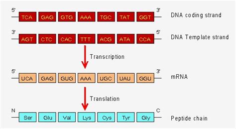 The Nucleotide Sequence In Mrna Is Determined By