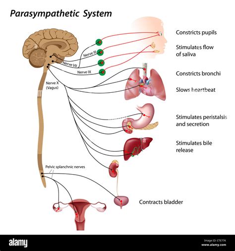 The Parasympathetic Neurotransmitter At Target Organs Is __________.