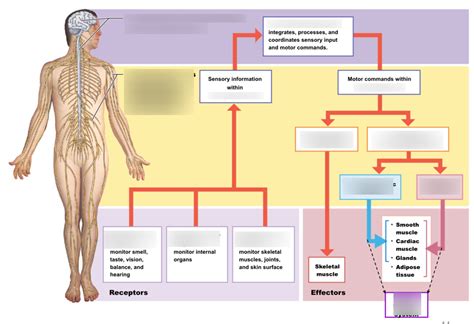 The Part Of The Peripheral Nervous System Quizlet