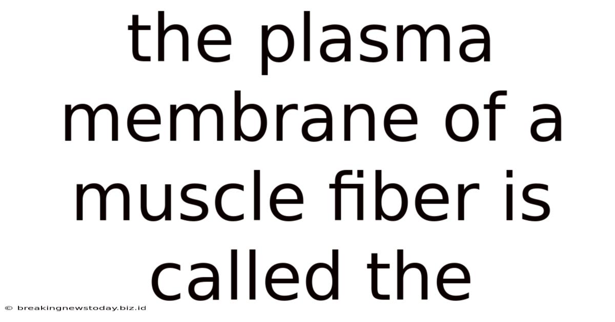 The Plasma Membrane Of A Muscle Fiber Is Called The