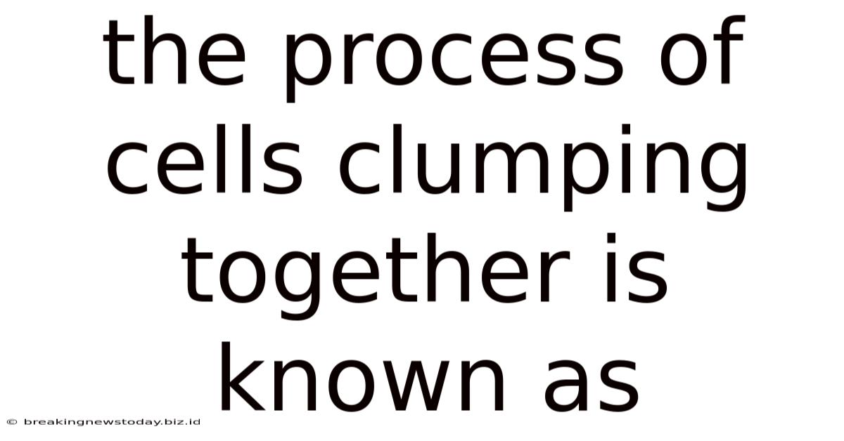 The Process Of Cells Clumping Together Is Known As