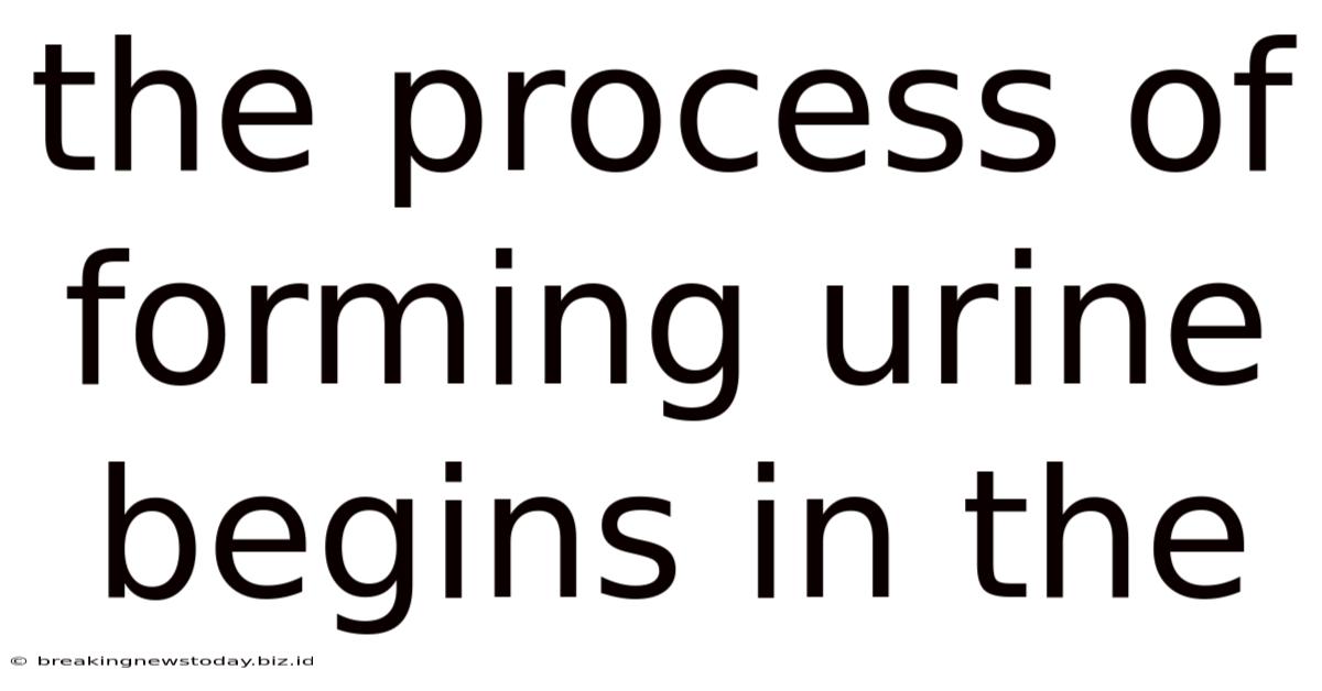 The Process Of Forming Urine Begins In The