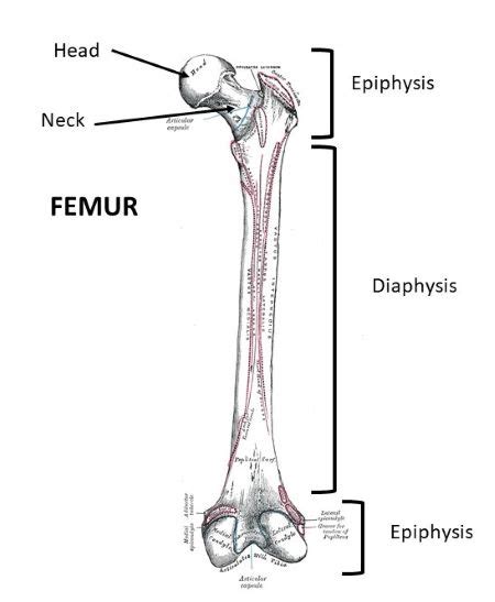 The Shaft Of A Long Bone Is The