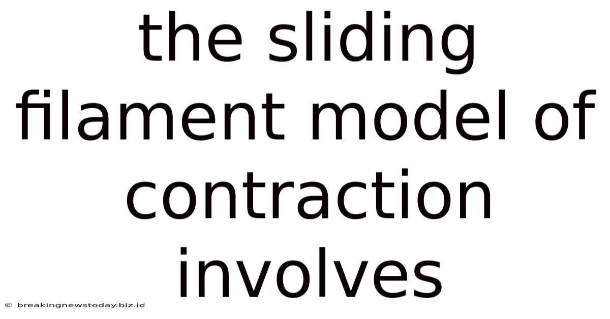 The Sliding Filament Model Of Contraction Involves