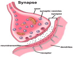 The Small Space Between Neurons Is Called ____________________.