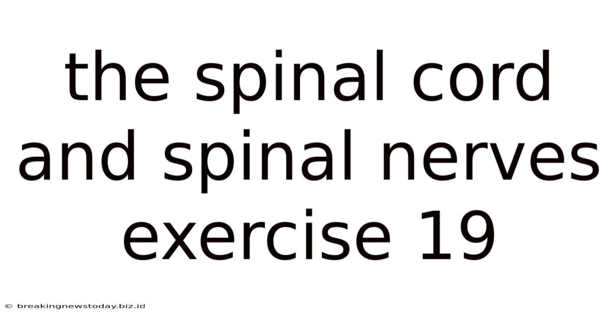The Spinal Cord And Spinal Nerves Exercise 19