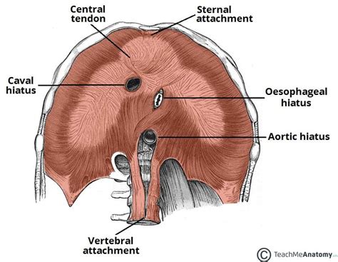 The Stomach Is Inferior To The Diaphragm