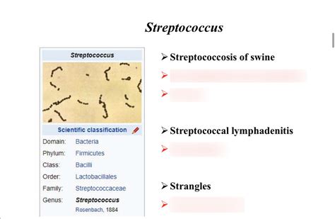 The Streptococcus Bacteria Is The Cause Of Hiv Quizlet