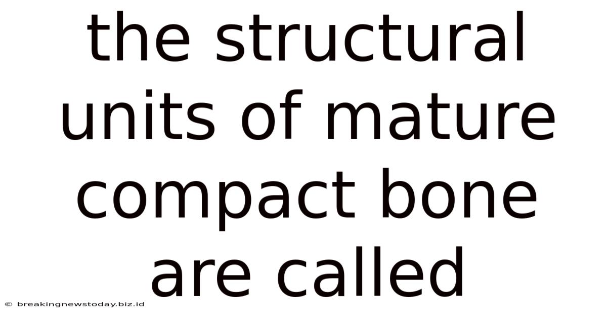 The Structural Units Of Mature Compact Bone Are Called