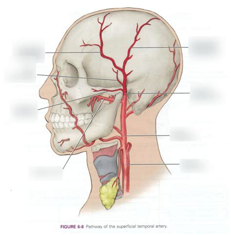 The Superficial Temporal Artery Can Be Palpated Quizlet