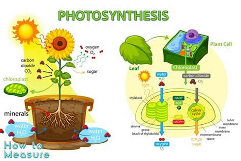 The Total Rate Of Photosynthesis In A Given Area.