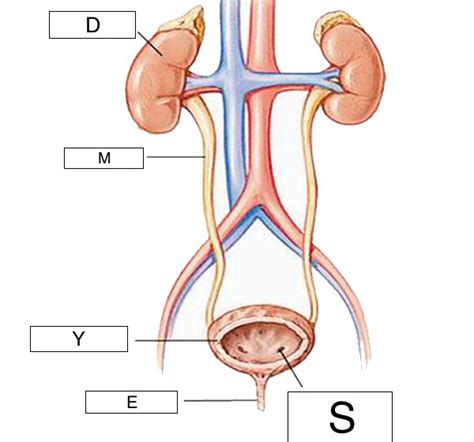 The Urethra Is Identified By The Letter _____.