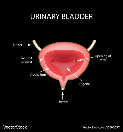 The Urinary Bladder Is Found In The __ Cavity.