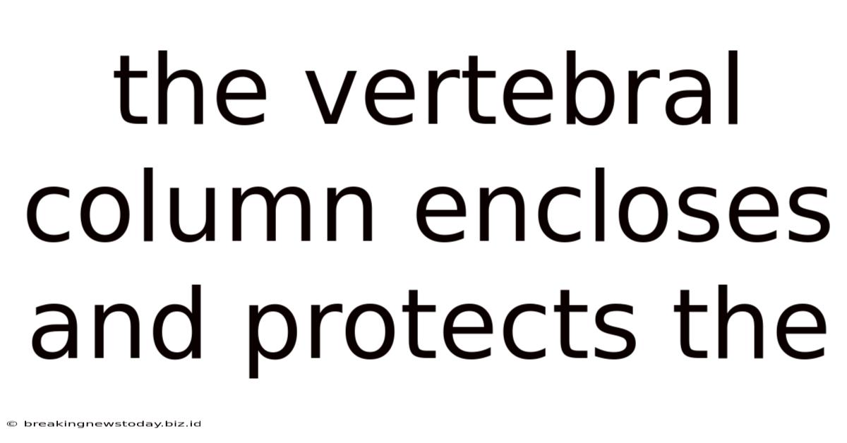 The Vertebral Column Encloses And Protects The