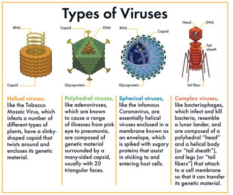 The Virus Is Also Known As Stomach Flu Quizlet