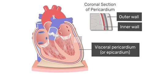 The Visceral Pericardium Is The Same As The