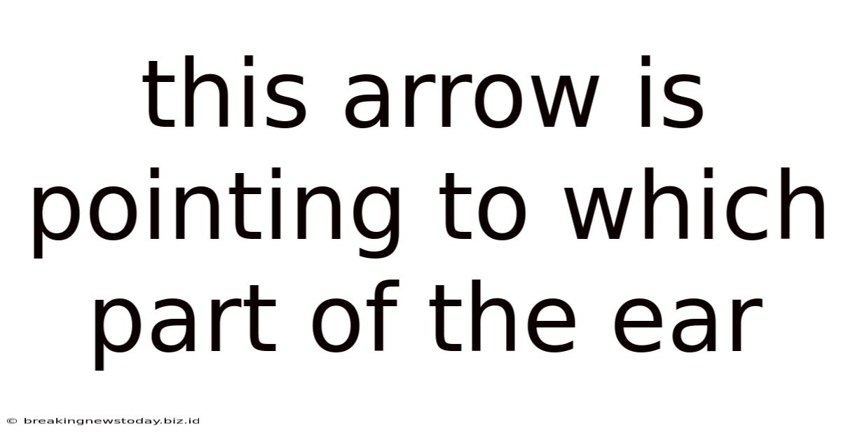 This Arrow Is Pointing To Which Part Of The Ear