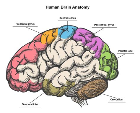 This Figure Depicts The Basic Anatomy Of The __________.