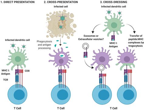 This Figure Illustrates Antigen Presentation By __________.