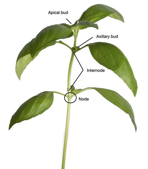 This Is A Compact Stem With Nodes And Internodes.