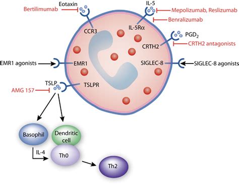 This Occurs When Eosinophils Neutralize Poisons And Other Harmful Substances