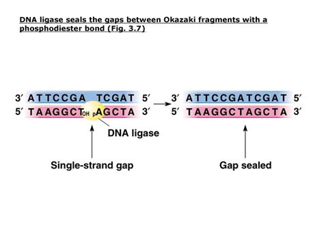 This Seals Up Gaps In A Piece Of Dna