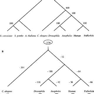 To Apply Parsimony To Constructing A Phylogenetic Tree