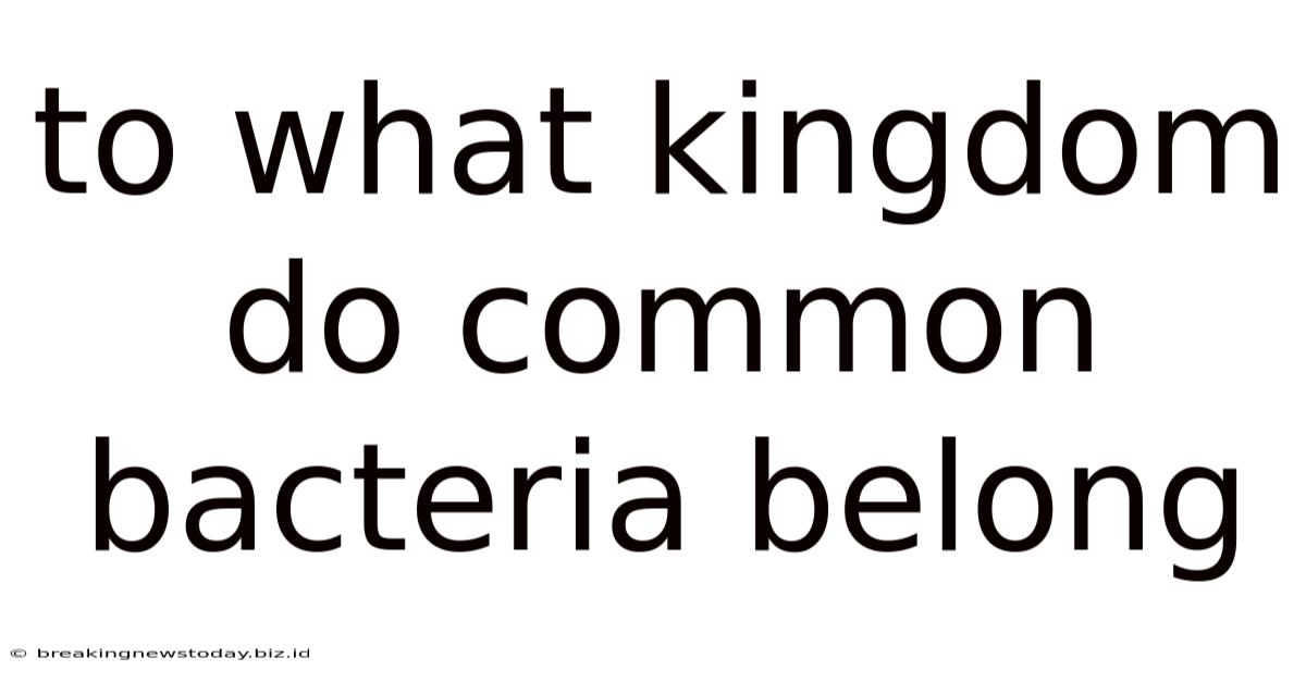 To What Kingdom Do Common Bacteria Belong