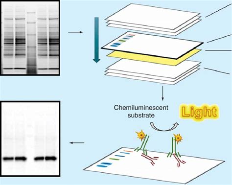 Western Blot Transfer Prepare For Protein Detection Quizlet