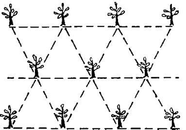 What Are Different Planting System In Apes