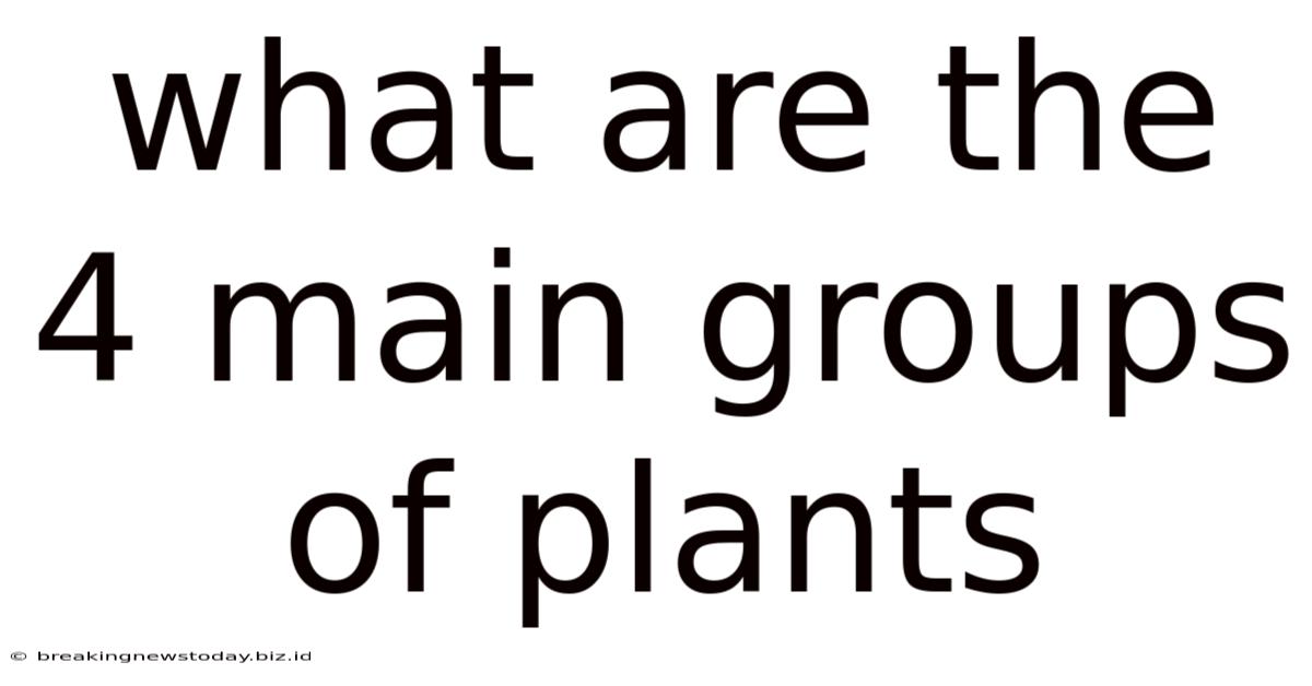 What Are The 4 Main Groups Of Plants