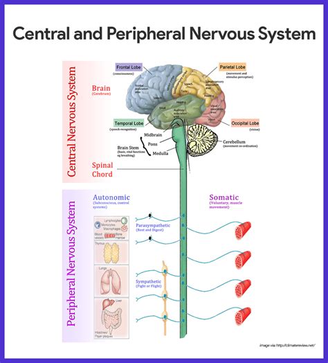 What Are The Functions Of The Nervous System Quizlet